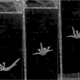 Imagen para el artículo titulado El vídeo más increíble que vas a ver hoy: una salamandra en posición de paracaidismo en caída libre